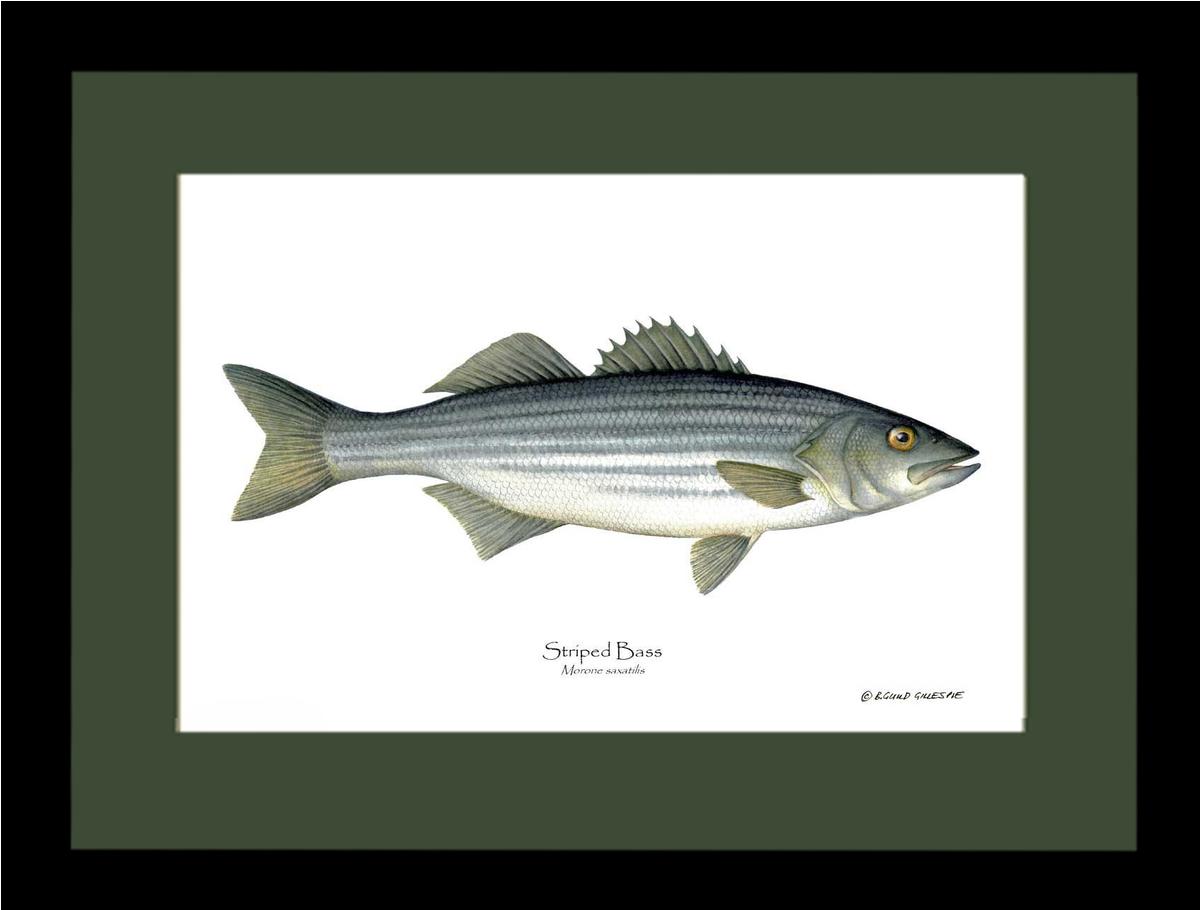 Striped Bass Morone saxatilis | Wall Art Fish Print