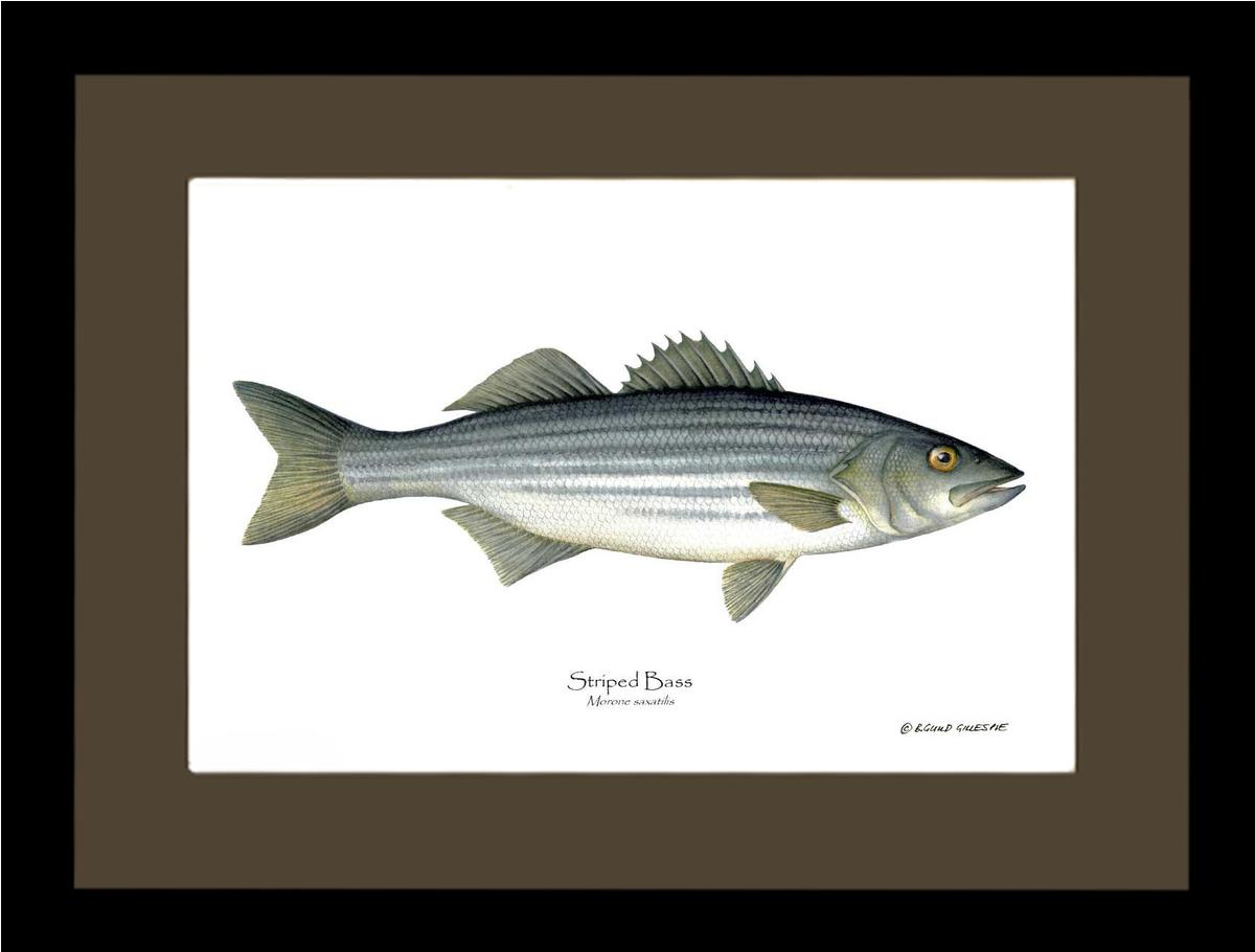 Striped Bass Morone saxatilis | Wall Art Fish Print