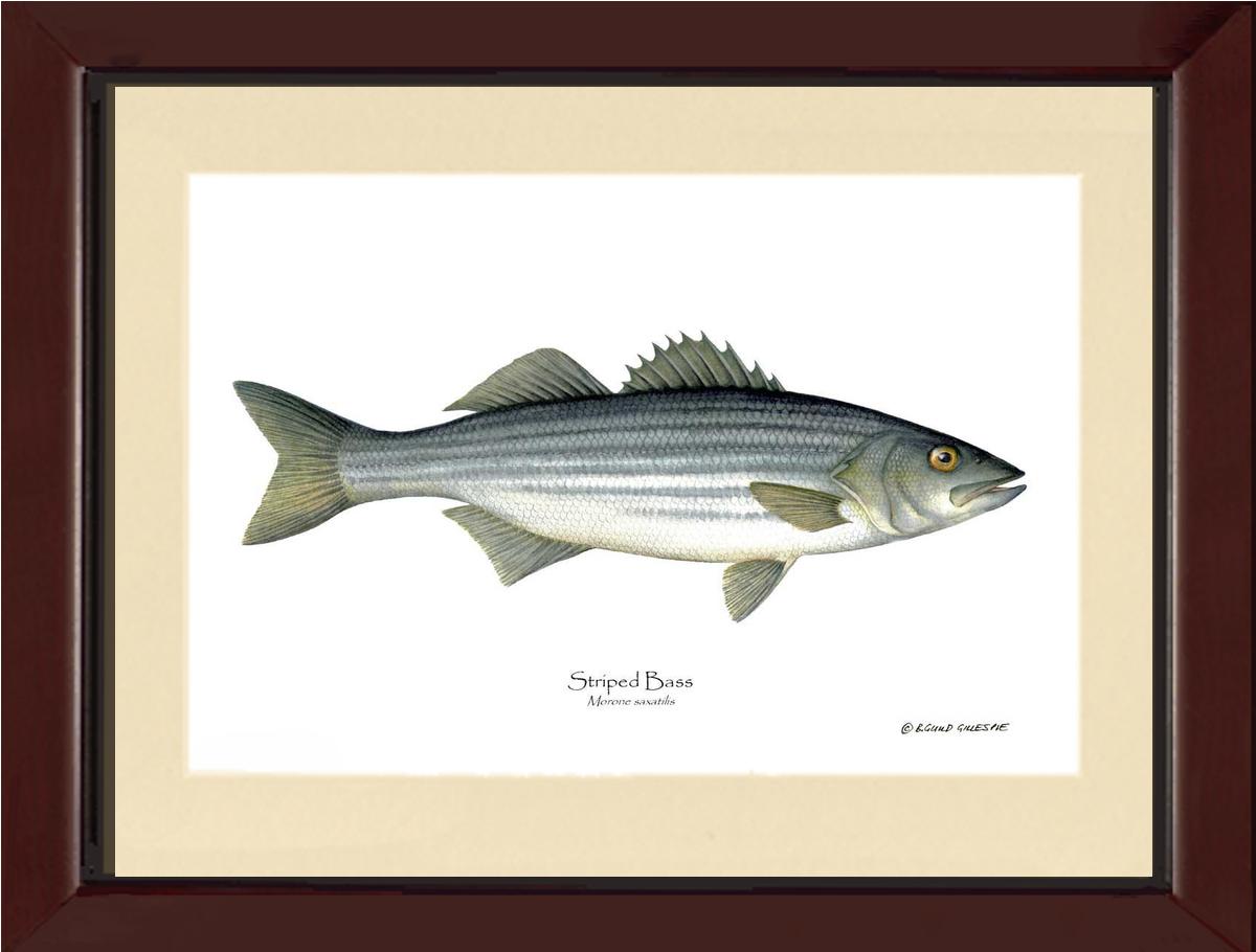 Striped Bass Morone saxatilis | Wall Art Fish Print