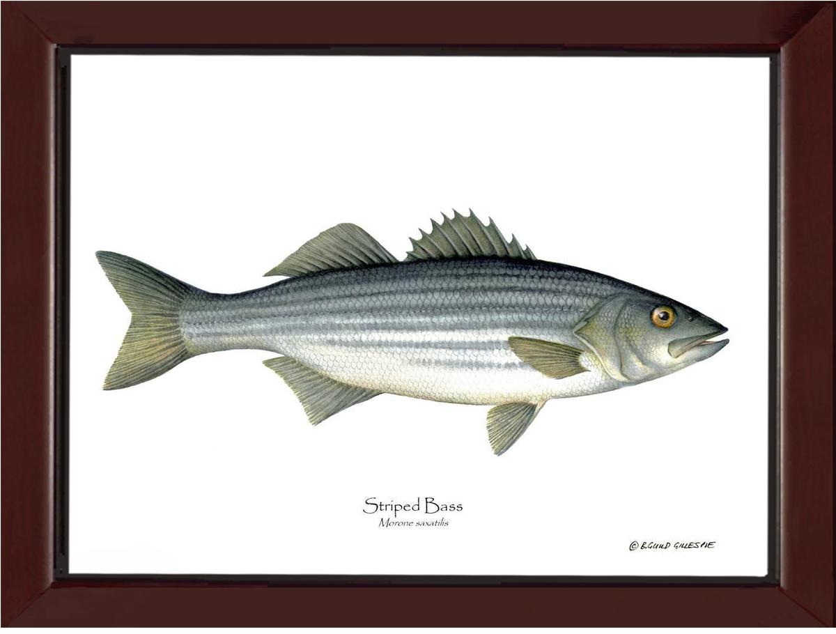 Striped Bass Morone saxatilis | Wall Art Fish Print