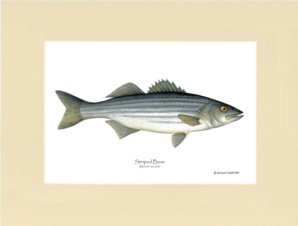 Striped Bass Morone saxatilis | Wall Art Fish Print