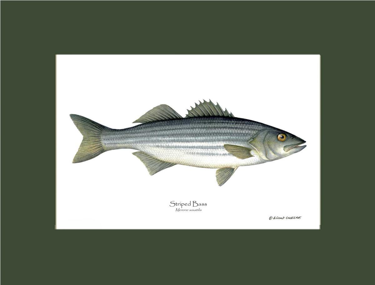 Striped Bass Morone saxatilis | Wall Art Fish Print