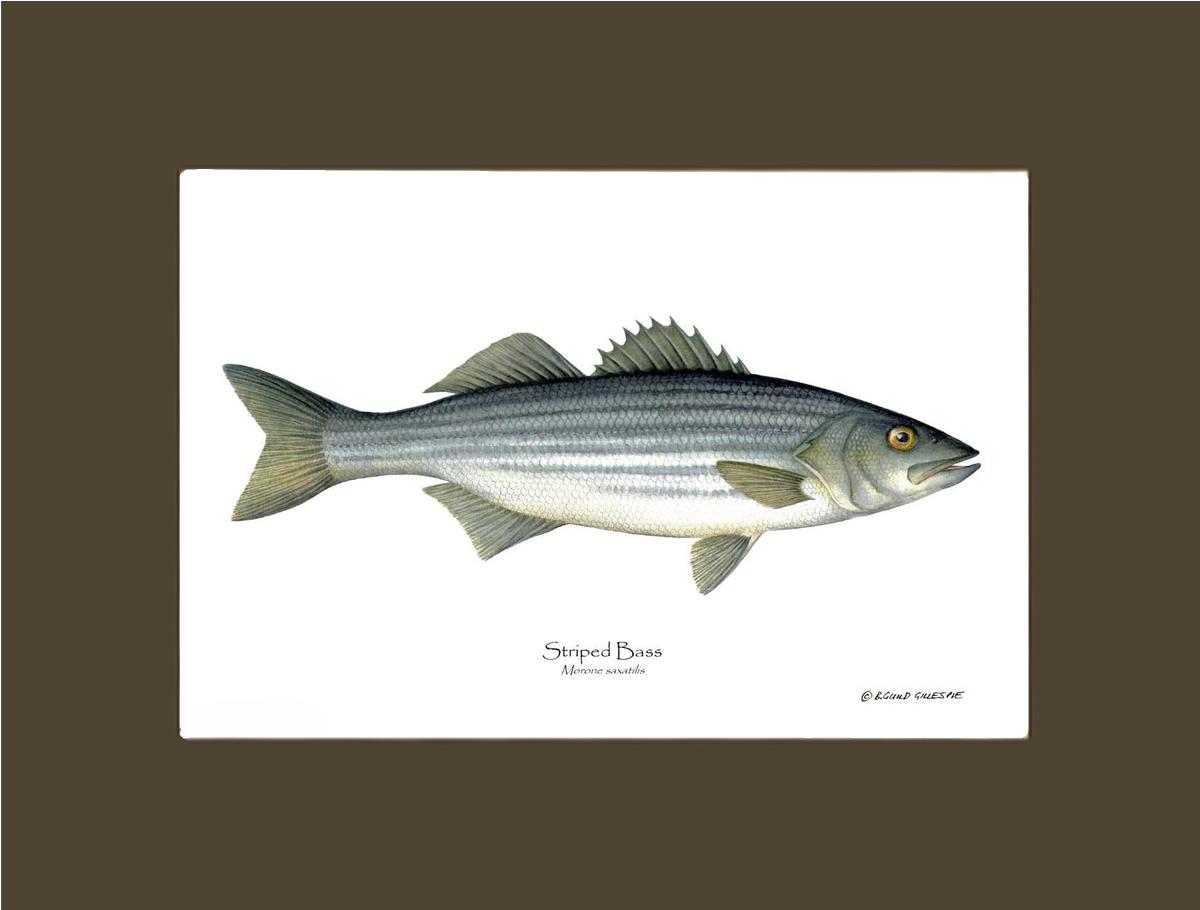 Striped Bass Morone saxatilis | Wall Art Fish Print