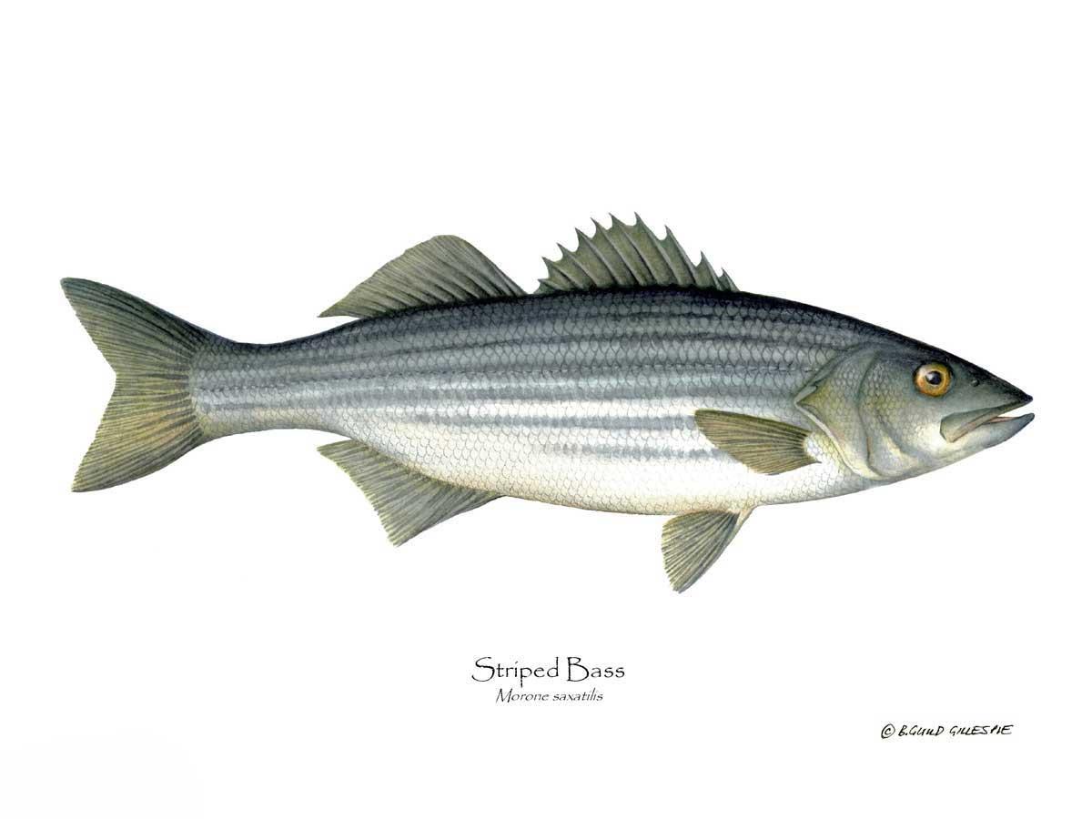 Striped Bass Morone saxatilis | Wall Art Fish Print