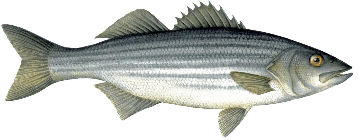 Striped Bass Image – Charting Nature