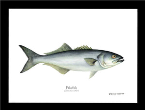 Bluefish Pomatomus saltatrix