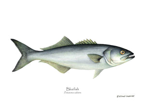 Fish Print: Bluefish Pomatomus saltatrix