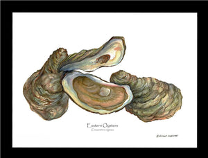Oysters, Eastern