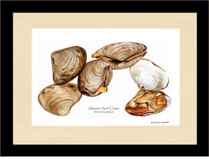Clams, Atlantic Surf
