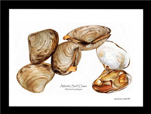 Clams, Atlantic Surf