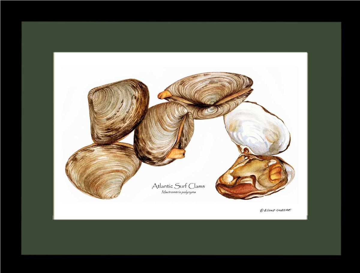 Clams, Atlantic Surf | Wall Art Shellfish Print