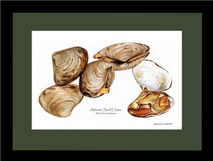 Clams, Atlantic Surf