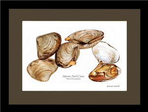 Clams, Atlantic Surf