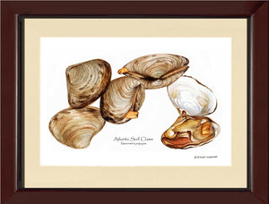 Clams, Atlantic Surf