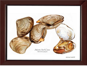 Clams, Atlantic Surf