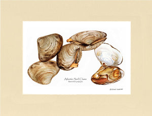 Clams, Atlantic Surf