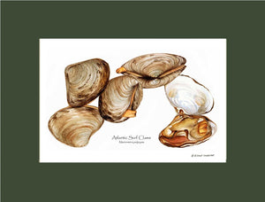 Clams, Atlantic Surf