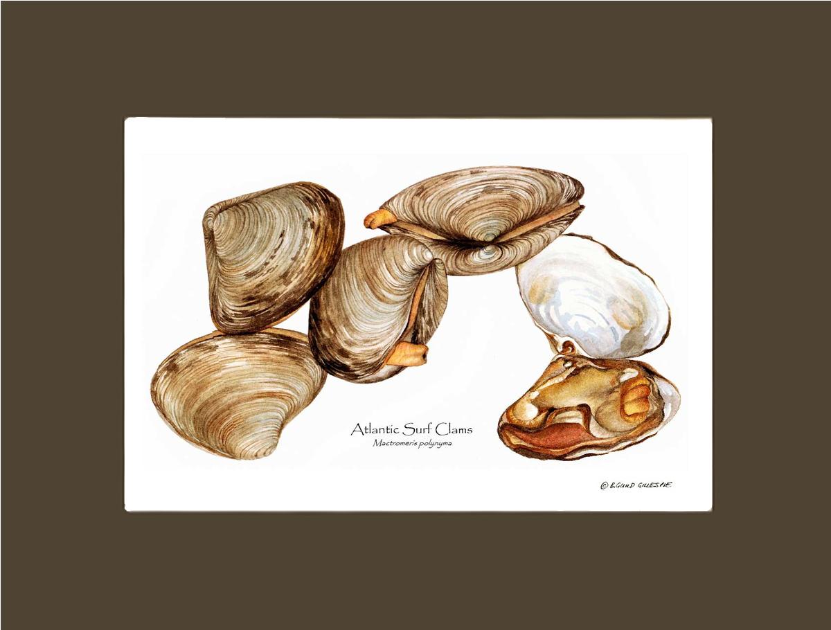 Clams, Atlantic Surf | Wall Art Shellfish Print