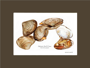 Clams, Atlantic Surf