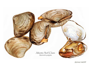 Shellfish Print: Clams, Atlantic Surf
