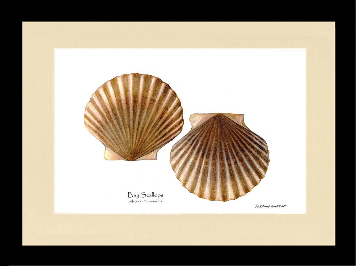 Scallops, Bay | Wall Art Shellfish Print