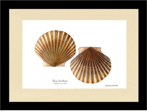 Scallops, Bay