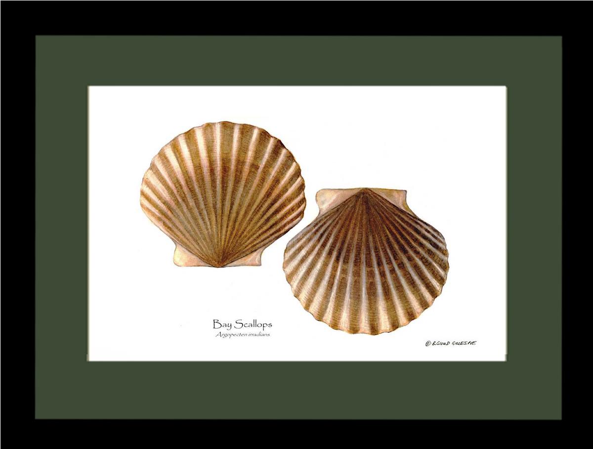 Scallops, Bay | Wall Art Shellfish Print