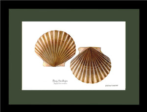 Scallops, Bay