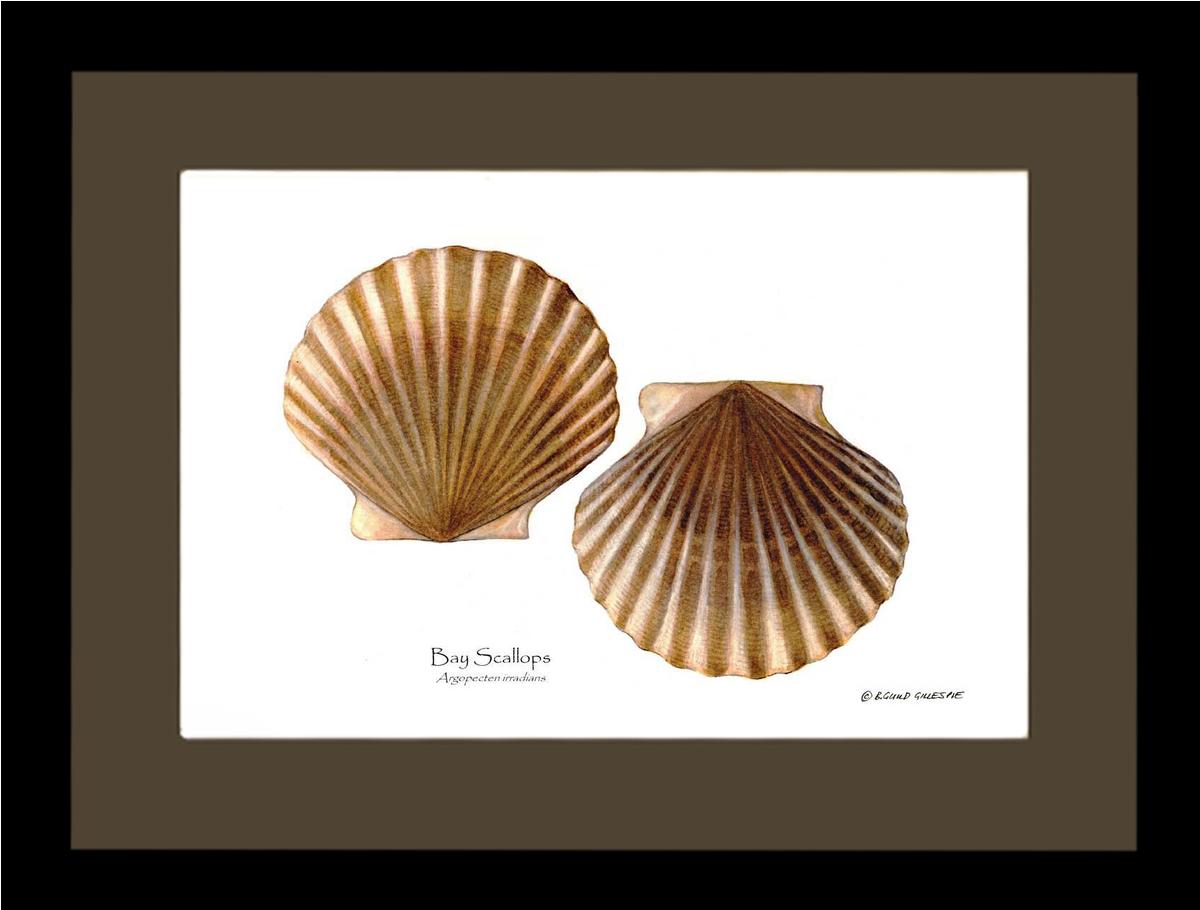 Scallops, Bay | Wall Art Shellfish Print