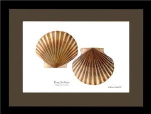 Scallops, Bay