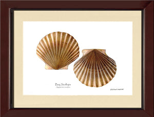 Scallops, Bay