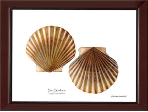Scallops, Bay
