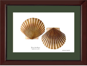 Scallops, Bay