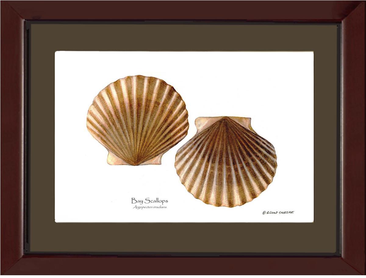 Scallops, Bay | Wall Art Shellfish Print