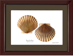 Scallops, Bay