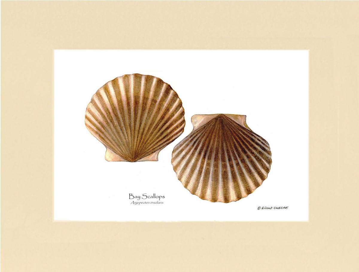 Scallops, Bay | Wall Art Shellfish Print