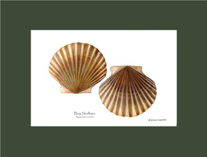 Scallops, Bay