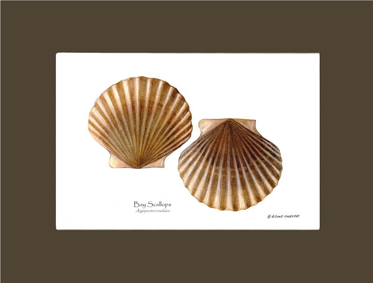 Scallops, Bay | Wall Art Shellfish Print