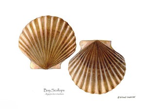 Shellfish Print: Scallops, Bay