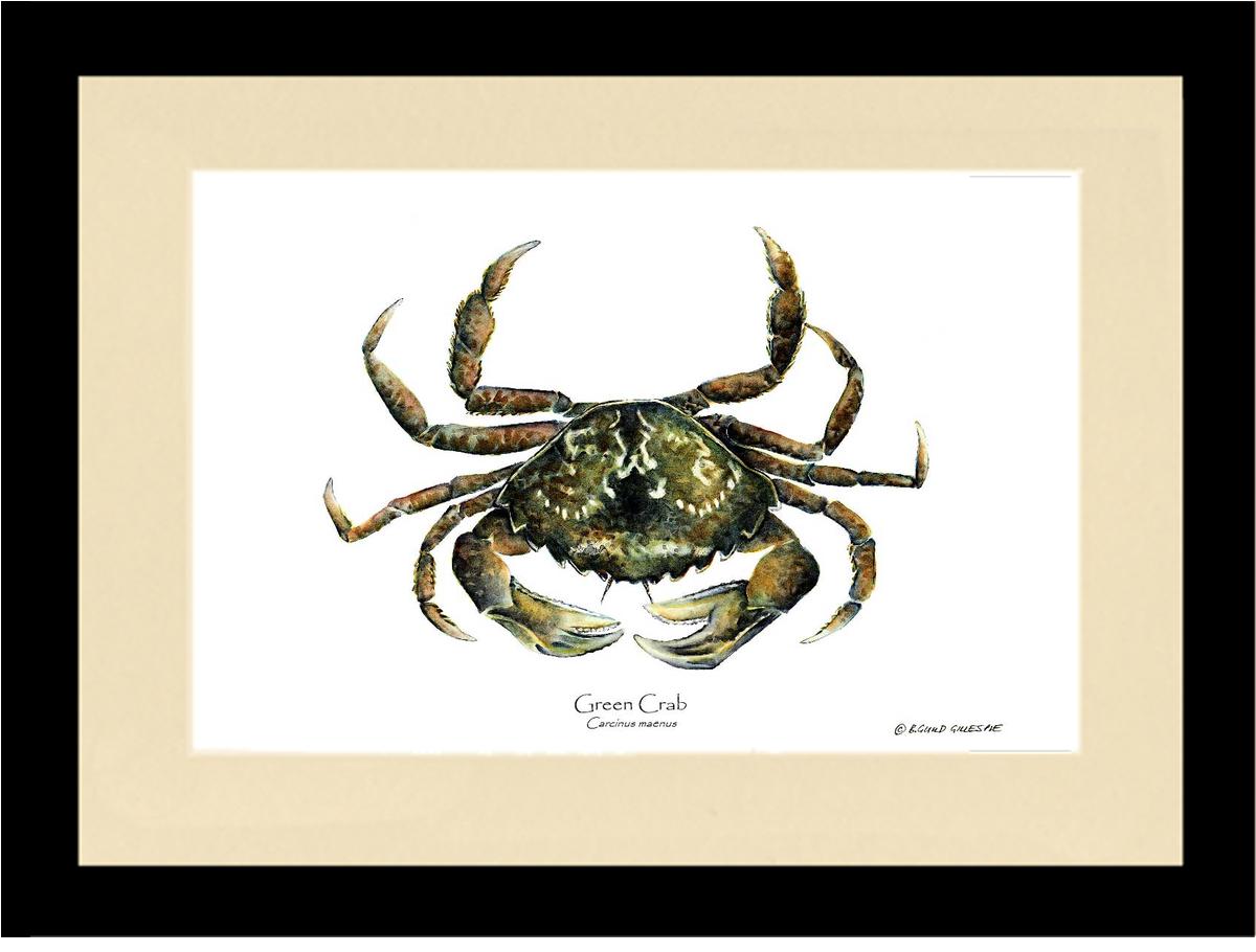 Crab, Green | Wall Art Shellfish Print