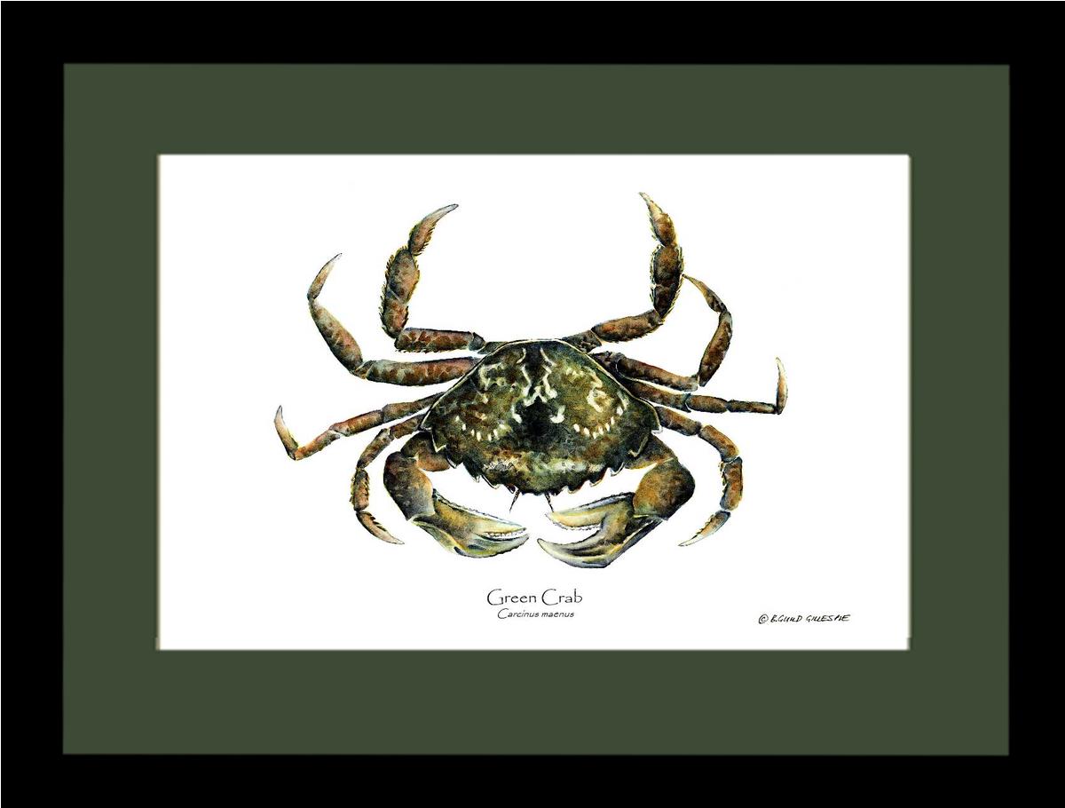 Crab, Green | Wall Art Shellfish Print