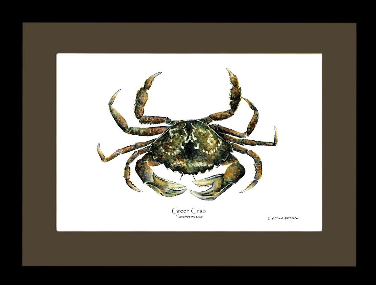 Crab, Green | Wall Art Shellfish Print