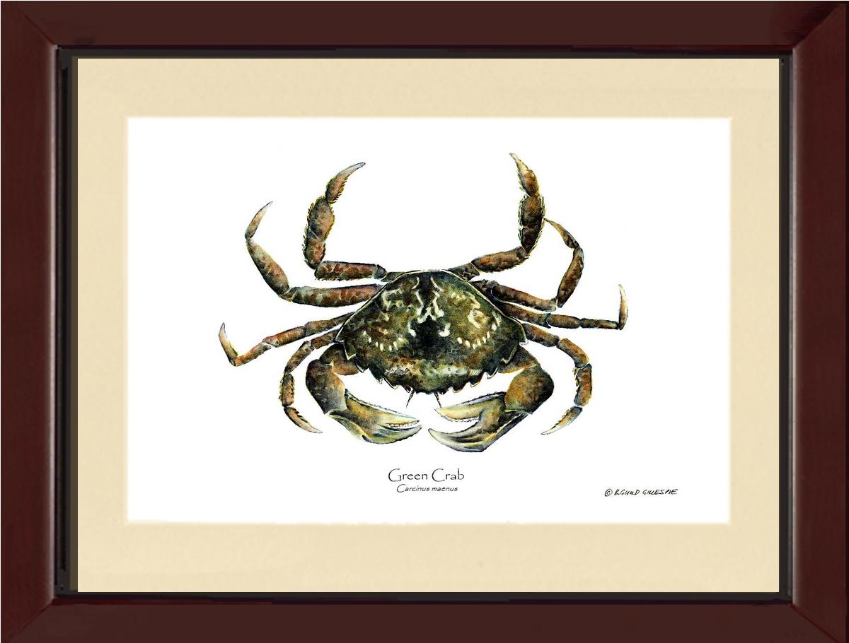 Crab, Green | Wall Art Shellfish Print