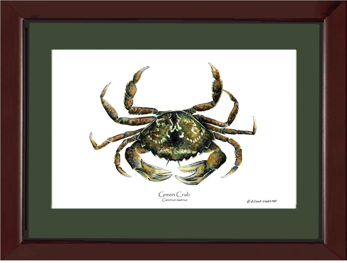 Crab, Green | Wall Art Shellfish Print