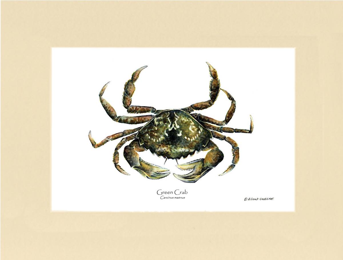 Crab, Green | Wall Art Shellfish Print