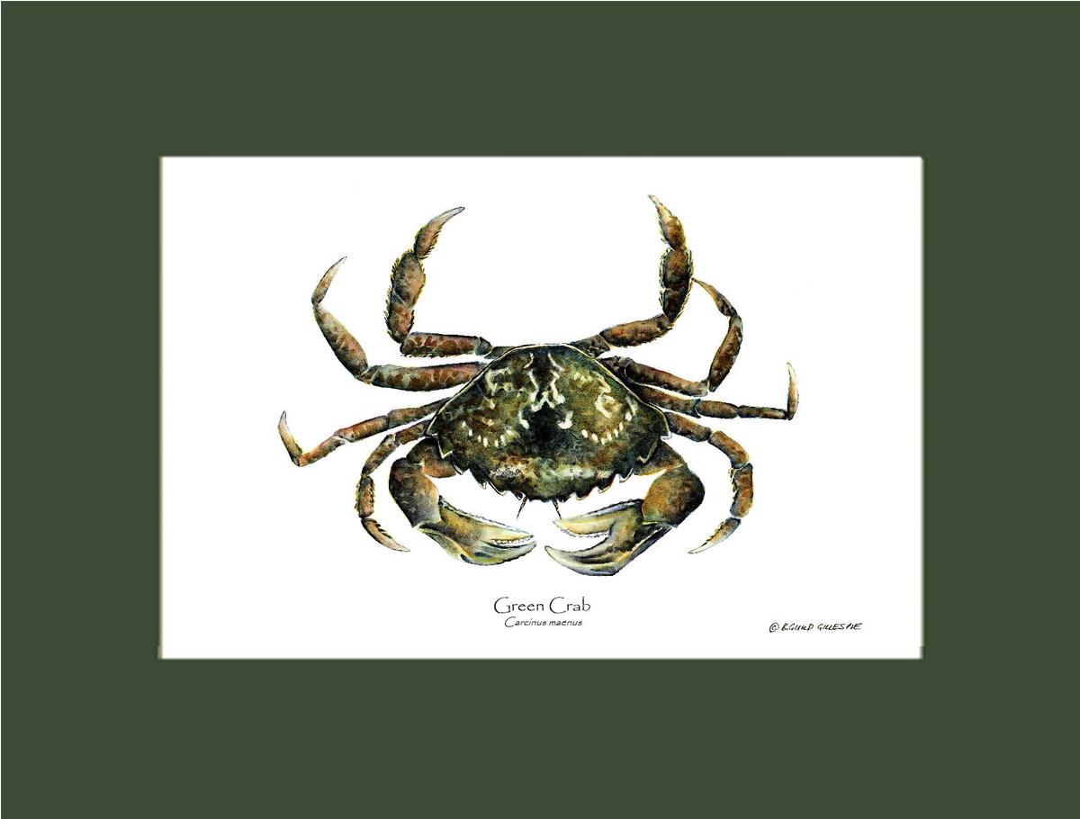 Crab, Green | Wall Art Shellfish Print