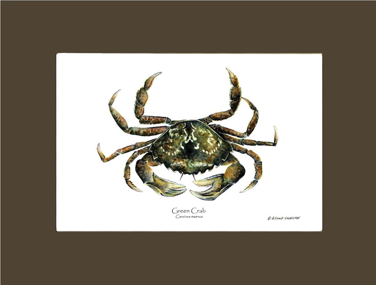 Crab, Green | Wall Art Shellfish Print
