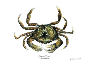 Shellfish Print: Crab, Green