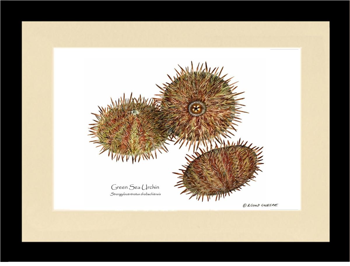 Shellfish Print: Sea Urchin, Green | Wall Art Shellfish Print