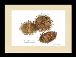 Shellfish Print: Sea Urchin, Green